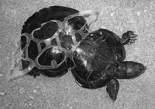 Turtle trapped in a six-pack. Photo courtesy of ARCAS.