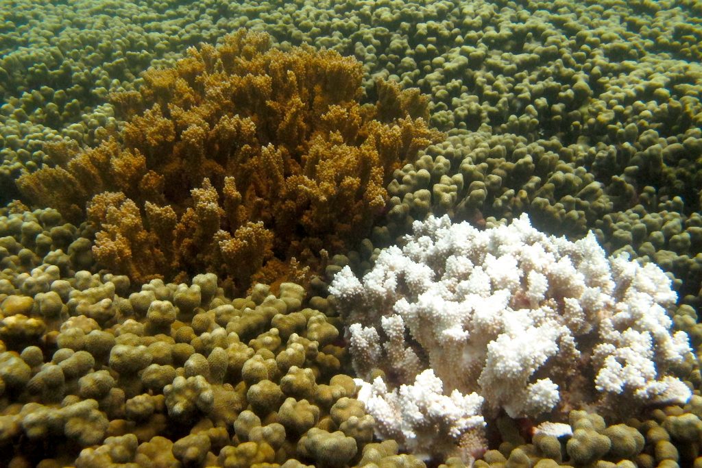  Bleached Coral in Comparison to Healthy Coral. Photo by Smithsonian's National Zoo