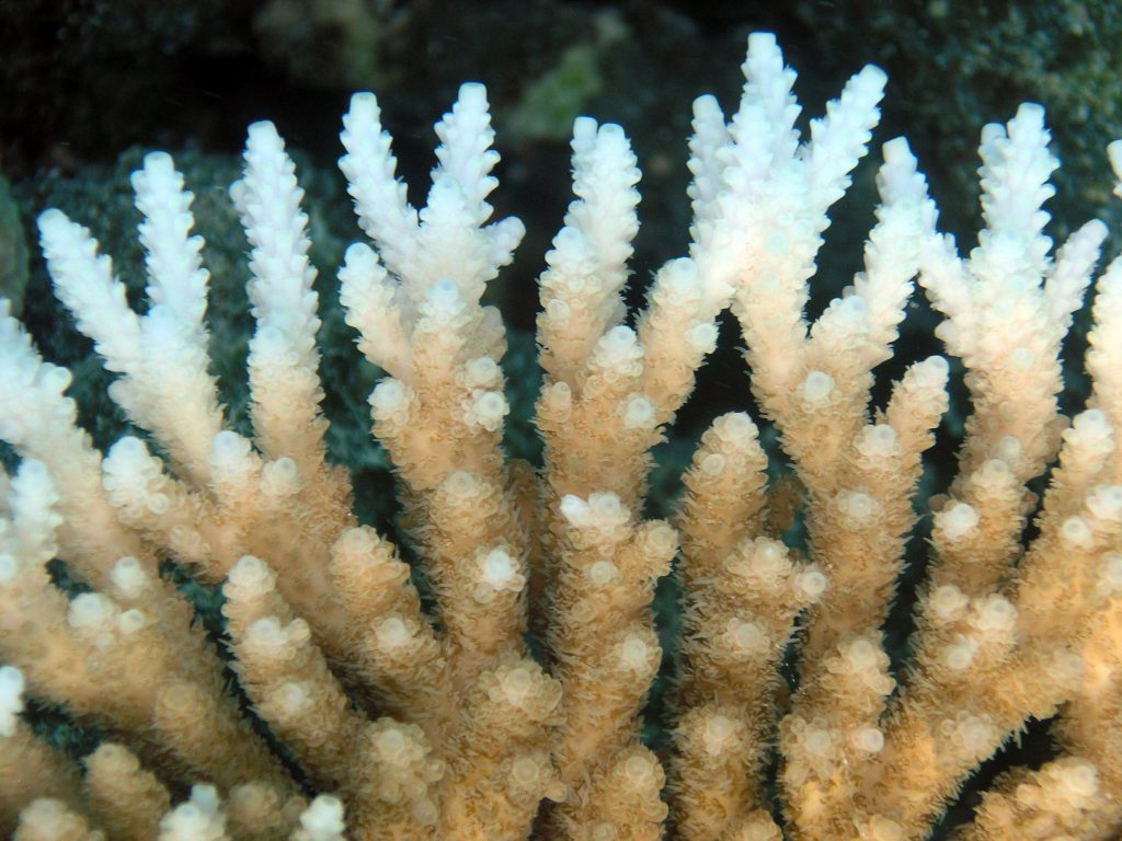 The white tips on this coral are a reflection of "bleaching" and declining coral health. Photo by Oregon State University.