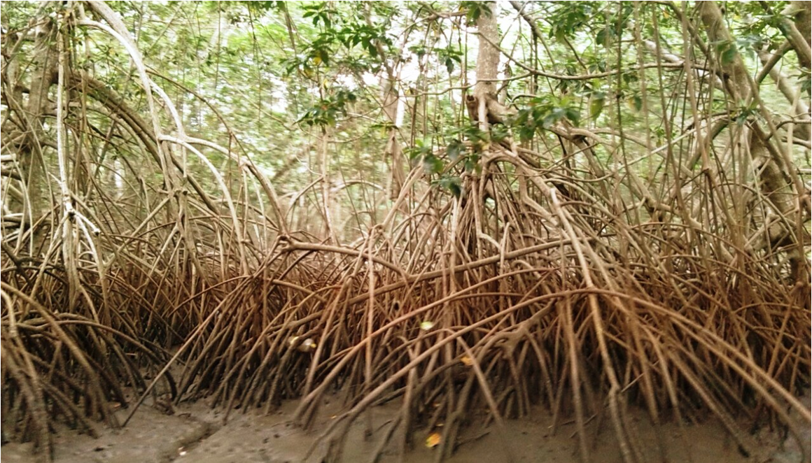 Mangroves: The last frontier of our coastal marine ecosystems