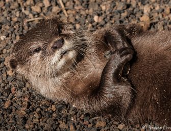 An otter is the victim of poor education and Guatemala’s violent “culture”