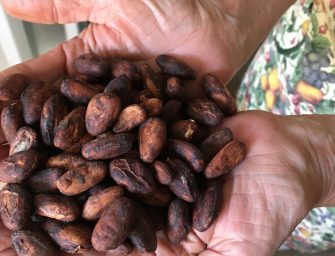 Conociendo la Producción del Cacao