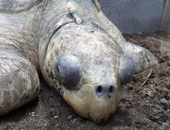 Brutality against animals persists in Guatemala: they beat a parlama turtle to remove its eggs