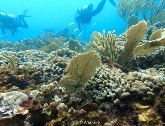 El futuro del arrecife de Corona Caimán: entre conservación y desarrollo sostenible